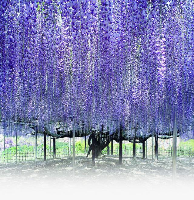 什么是茶蘼花，什么是荼蘼花（六月，梦一场荼蘼花事）