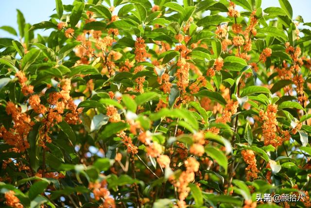 桂花树的样子，桂花长什么样子（倏然开了又倏然谢了）