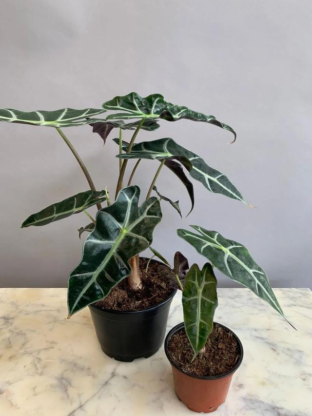 黑叶芋，这些网红植物都可以养室内（黑叶芋小仙女）