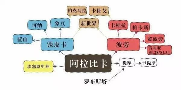 关于咖啡的知识，咖啡的介绍（最全咖啡基础知识你可不能错过）