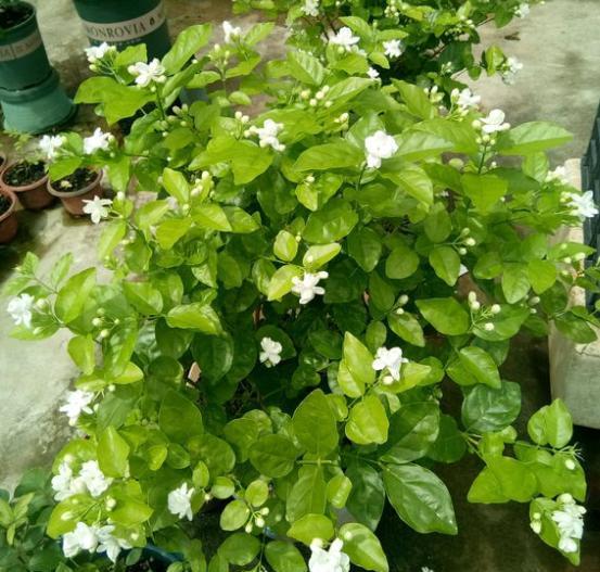 雨水是酸性还是碱性，正常雨水是酸性还是碱性（下雨多淋“雨水”）