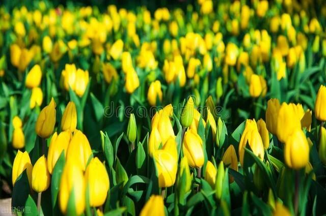 十二月花神，十二月花神（十二月花名歌）