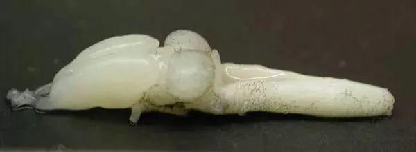 宇宙进化系统，为什么只有人类进化出高度发达的大脑