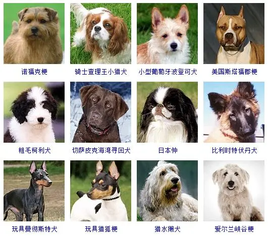 狗狗品种大全及图片及名字，178个宠物狗品种大全