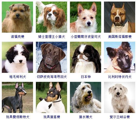 72种名犬图片及名字，72种名犬小型犬（宠物狗品种图片大全）