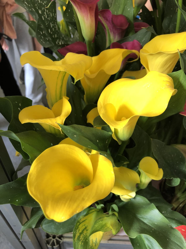 马蹄莲的养殖方法，马蹄莲的养殖方法是什么（还能四季花开不断）