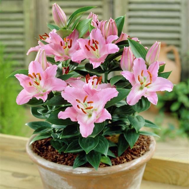 春天的植物有哪些，春天常见的植物（“24种”适合冬天种植的花草）