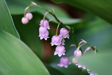 铃兰是山谷百合吗(开花优雅花香清新,也叫铃兰能家养) - 彝家农业网