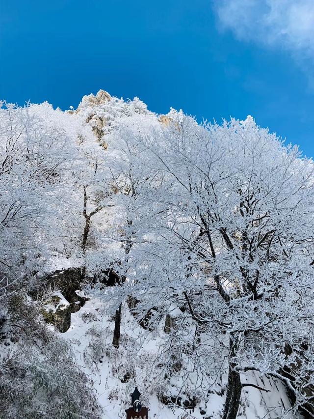 老君山在什么地方，老君山在什么地方是哪个省（老君山云海平均每年多达130天）