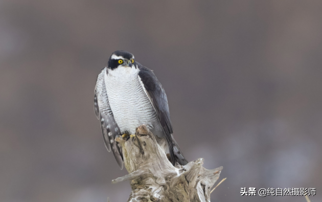 苍鹰是脊椎动物吗，苍鹰属于什么类动物（中国46种鹰科之一）