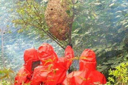 马蜂窝的药用价值，马蜂窝烧灰壮阳配方（如何科学地捅马蜂窝）