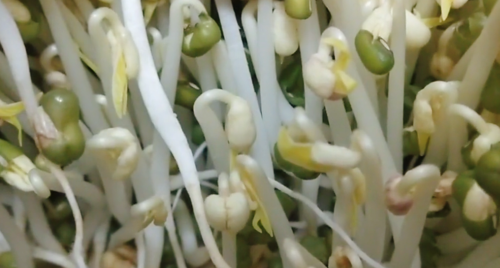 圖片[6]-發(fā)綠豆芽步驟圖 4天就能吃 又粗又壯好吃更安全-起舞食譜網