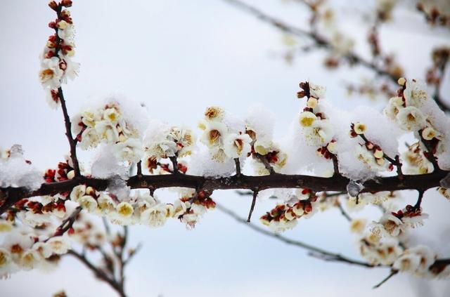 为有暗香来的为是什么意思，为有暗香来是什么意思暗香是什么意思（王安石很经典的一首咏梅诗）