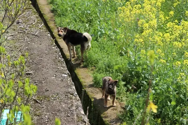 畚斗是哪里的方言，斗怎么读音是什么（诸暨话，最有个性的江南方言）