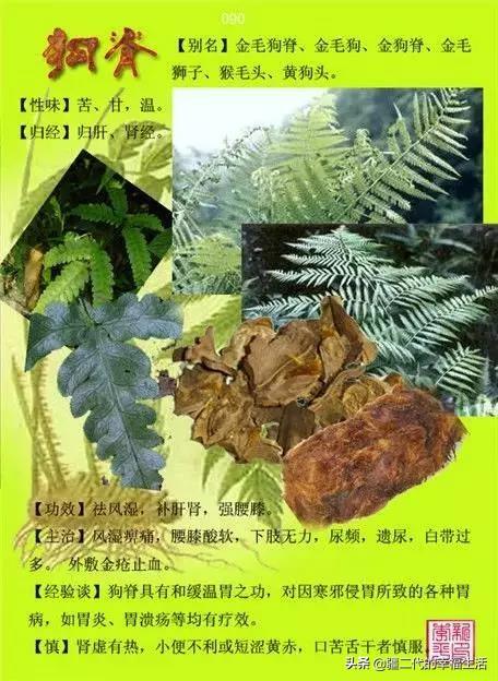 常见中草药图谱，中草药经典图谱（让你知道常用药都长啥样）