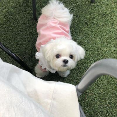 沐沐网名，沐沐微信昵称（给宠物起什么名字好显得小鸟依人萌萌哒-可爱点）