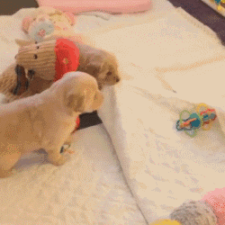 金毛幼犬怎么训练上厕所（5分钟学会定点上厕所）