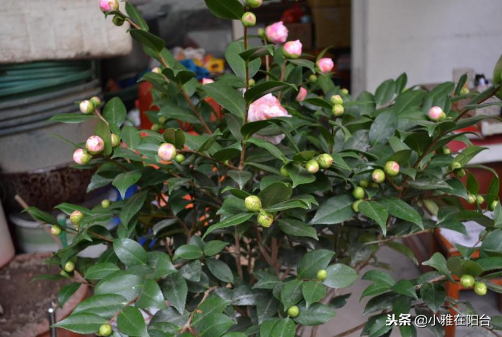 盆栽茶花怎么养，盆栽茶花树的养殖方法（叶片油绿越长越旺）