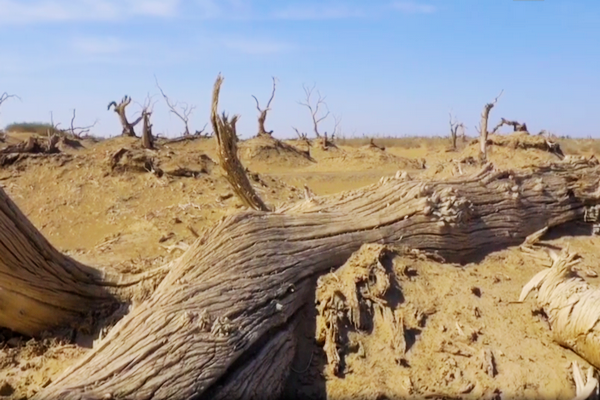 河人是什么，河里的人叫什么（塔里木河人）