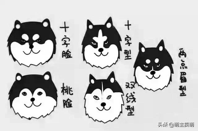 阿拉斯加犬多少钱一只，短毛阿拉斯加犬多少钱一只（长相与哈士奇区别在哪里）