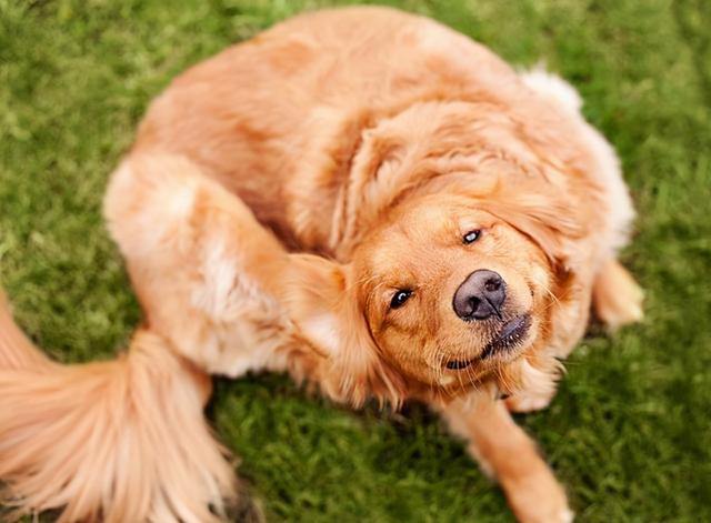 去除猫狗身上虱子跳蚤的简易方法，狗虱子跳蚤怎么去除（狗狗身上跳蚤严重）