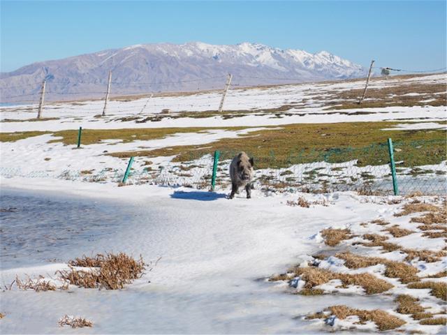 野猪会游泳吗，野生动物都会游泳吗（各地出现野猪渡江）
