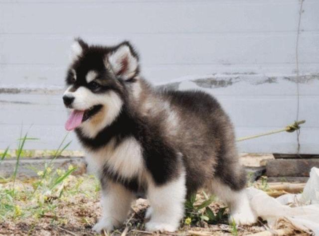 咸鱼翻身的意思，咸鱼翻身是什么意思（“宅子现四喜）