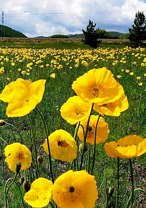 因素花（罂粟花栽培，种植罂粟花是什么行为（浪漫山野的野罂粟花）