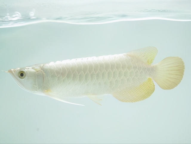 青金龙鱼，常见的龙鱼有银龙鱼、红龙鱼、金龙鱼（青龙鱼跟金龙怎么区分）