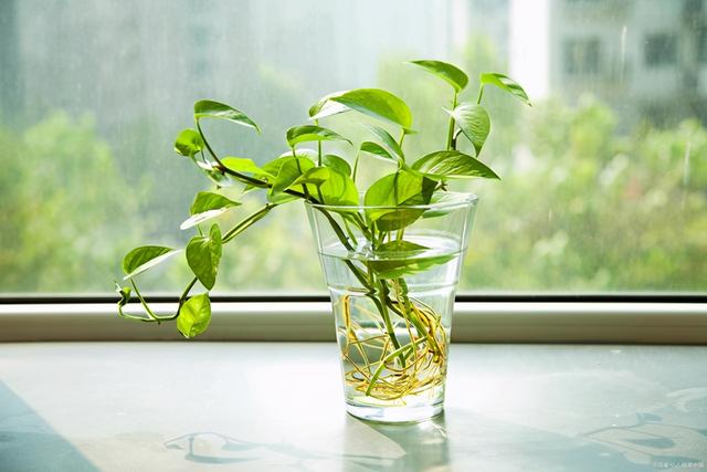 水培绿萝如何施肥及修剪，水培绿萝如何施肥及修剪方法（按照3个方法来养水培绿萝）