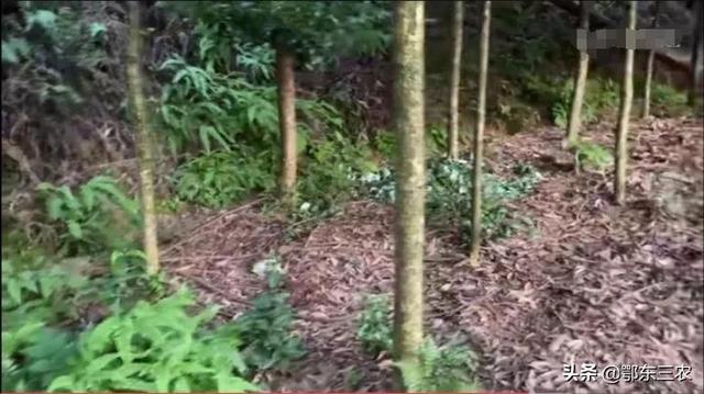 金丝楠木树苗，农村老人栽种15年的1000棵金丝楠木树