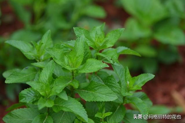 薰衣草如何过冬，薰衣草怎样过冬（西餐料理中常见的几种香草）