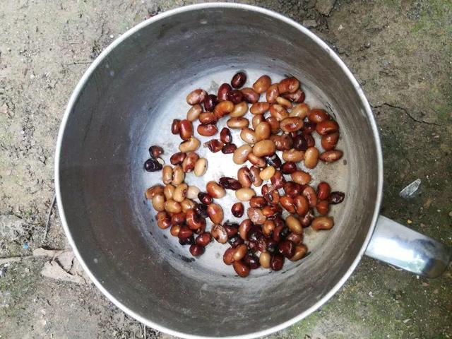 吊兰怎么养才能更旺盛，吊兰叶子尖发黄干枯什么原因（敲个鸡蛋埋土里）