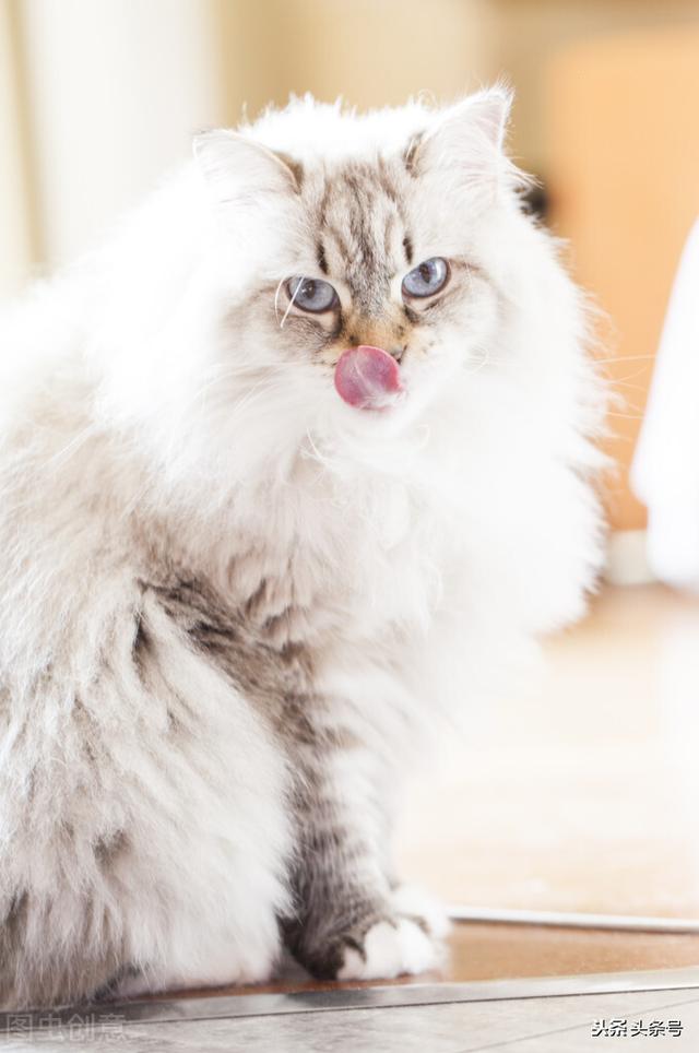 猫咪为什么喜欢猫薄荷呢？
