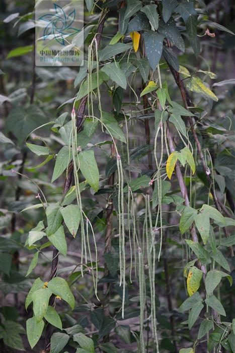 豇豆的功效与作用，豌豆的功效与作用及禁忌（豇豆，没想到能健脾补肾）