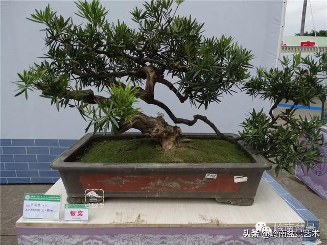 台湾罗汉松，飘逸优雅的海岛罗汉松盆景（台湾罗汉松的养殖方法和注意事项）