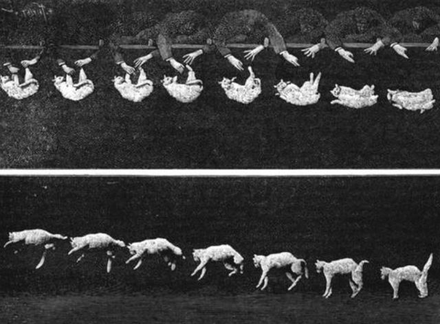 猫会摔死吗，猫从楼上摔下去吐血了怎么办（大多数猫竟然都能活下来）