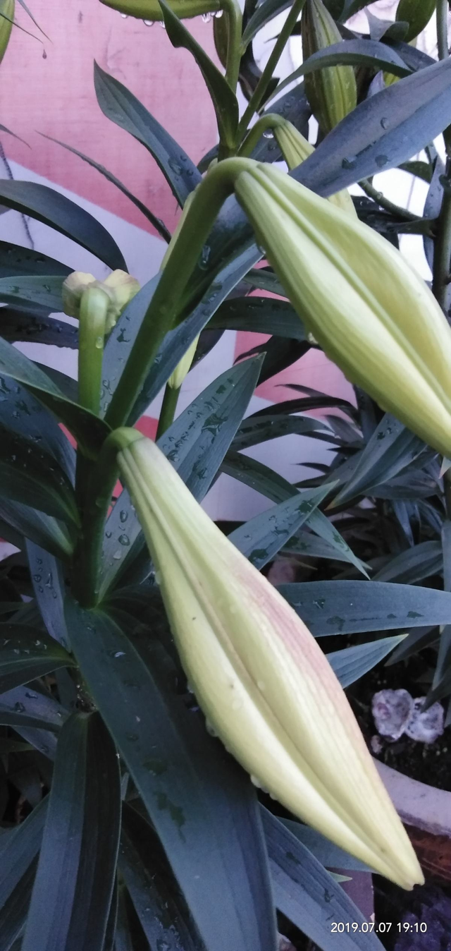 百合花介绍，百合花介绍50字（ 买百合花看清这部位）