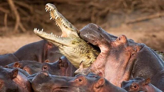 恐龙是爬行类动物吗，恐龙是不是爬行类动物（不是会爬的都叫爬行动物）