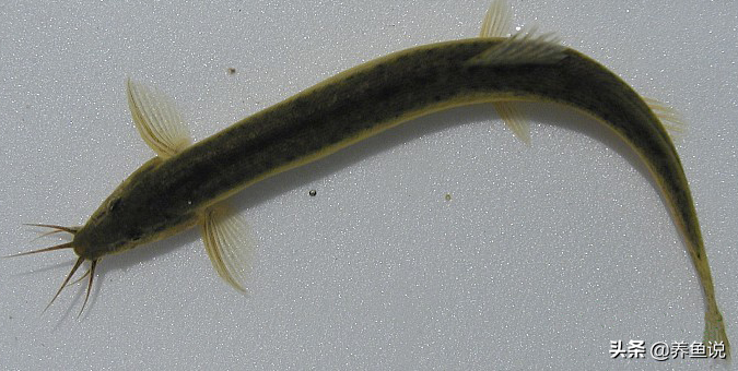 泥鳅最爱吃的食物揭秘：有了它，养殖更高效、生长更快，轻松实现高产丰收