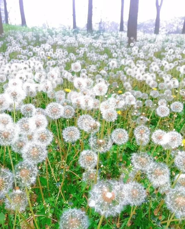 蒲公英花语及象征意义，蒲公英花语