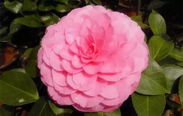 如何识别六角大红茶花，如何识别六角大红茶花的真假（带你认识名贵茶花品种）