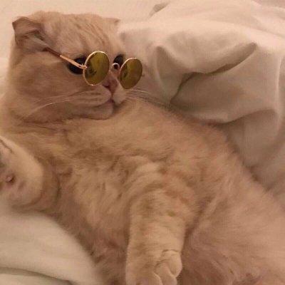 逗比头像，搞笑情头！！微信，逗比头像，搞笑情头！！（2019搞笑一左一右动物情侣微信头像）