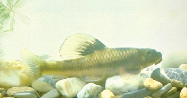 淡水观赏鱼种类，淡水观赏鱼的种类大全！（中国淡水观赏鱼图集<一>）