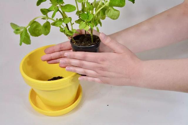 薄荷盆栽怎么弄，薄荷怎么做盆栽（买来的小薄荷盆栽快速长满一盆）