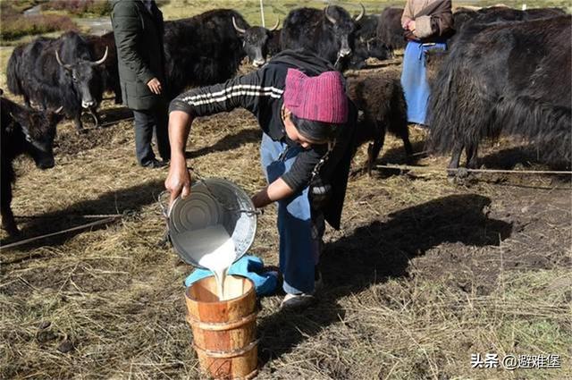 酥油的功效与作用，西藏酥油的功效与作用（有高原特殊水质的辅助）