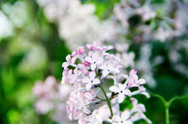 丁香花的寓意和象征，白丁香象征的寓意（古诗词里的丁香花）