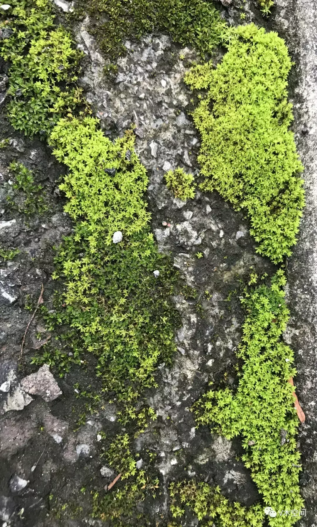 藓怎么组词，身边的苔藓植物——砂藓