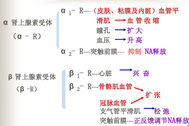 肾上腺素的作用，肾上腺素具体作用有哪些（用得好救命）