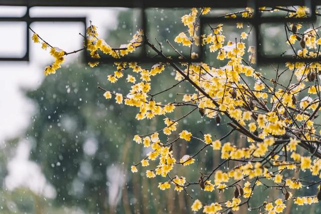  夜雨古诗白居易，白居易夜雨夜行（白居易深夜失眠想念初恋） 